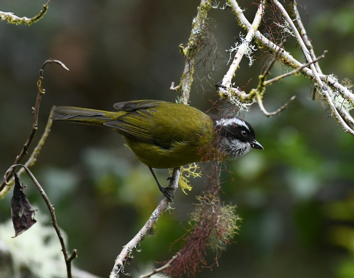 Sooty-capped Chlorospingus - ML188793621