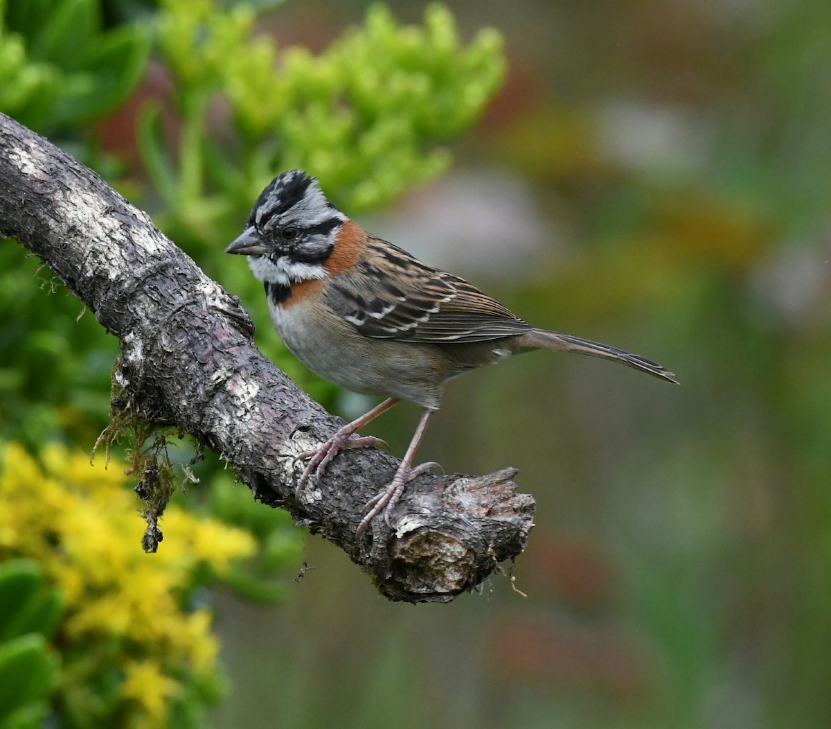 Rufous-collared Sparrow - ML188793681