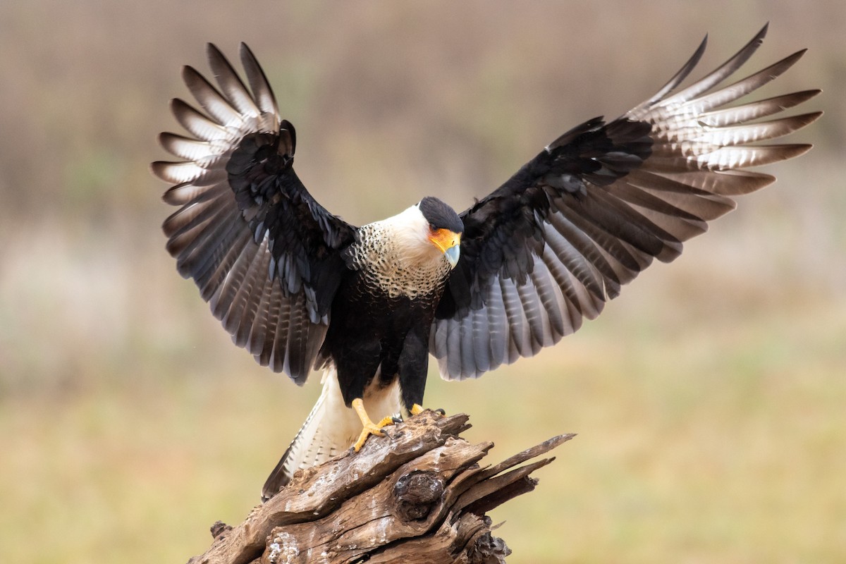 Crested Caracara (Northern) - ML188793861