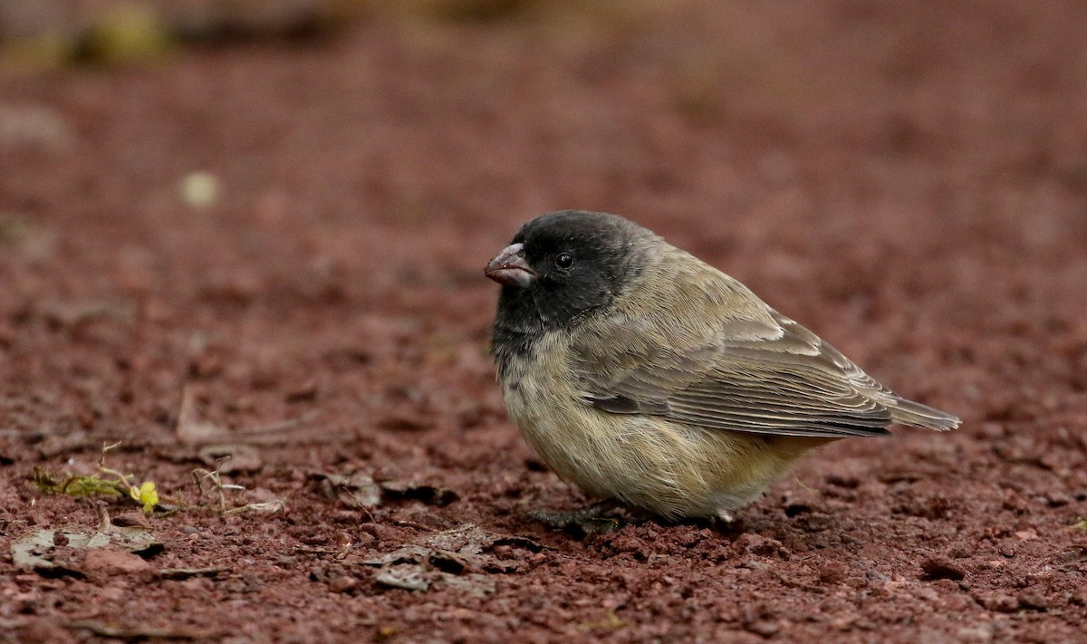 Small Tree-Finch - Jay McGowan