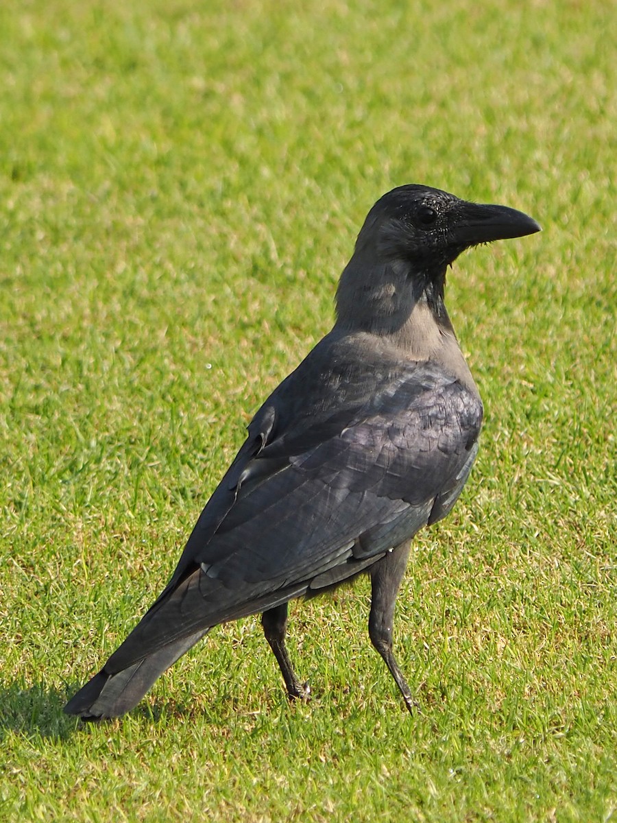 House Crow - ML188801241