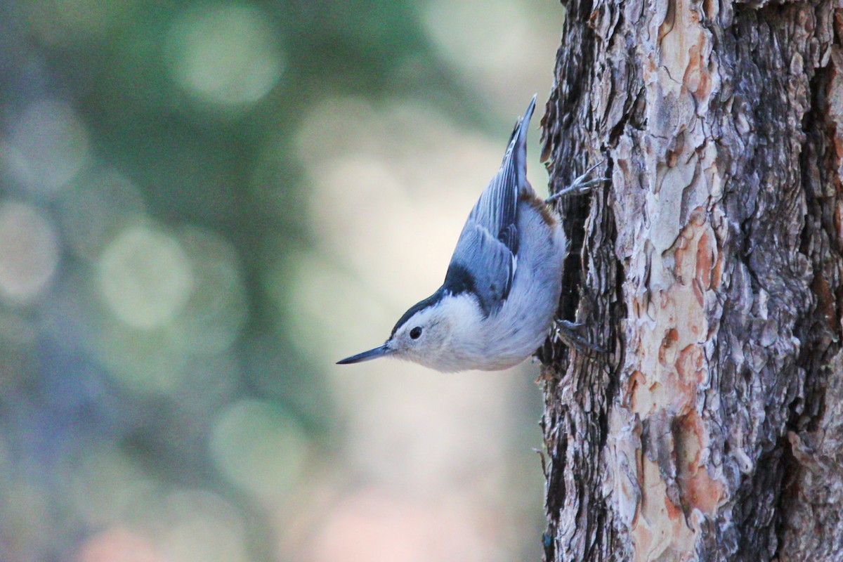 White-breasted Nuthatch - ML188803551