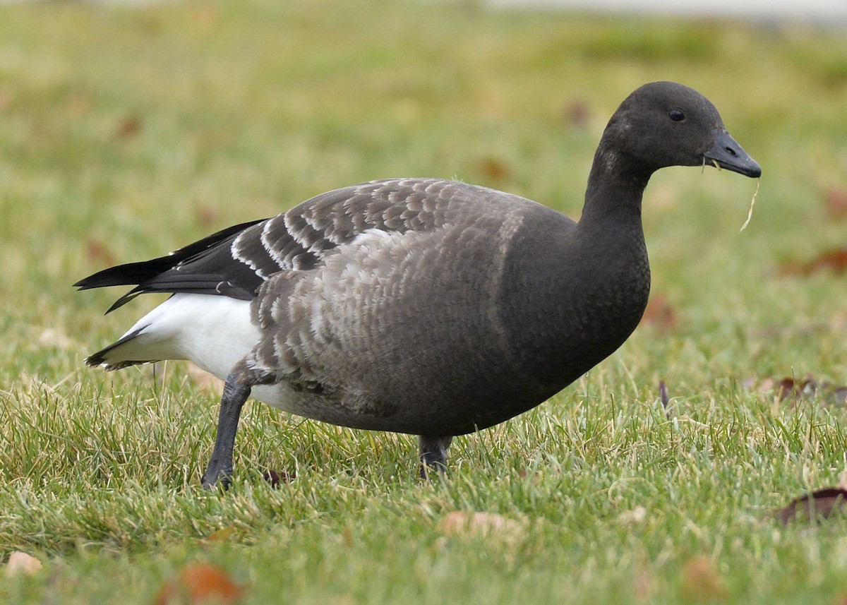 Brant - ML188803681