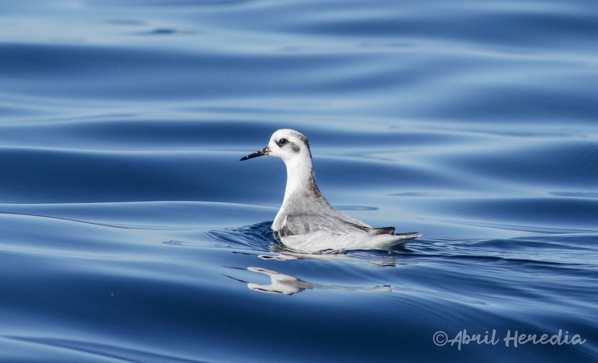 Phalarope à bec large - ML188803901