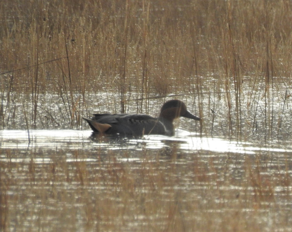 Green-winged Teal - Vincent Glasser