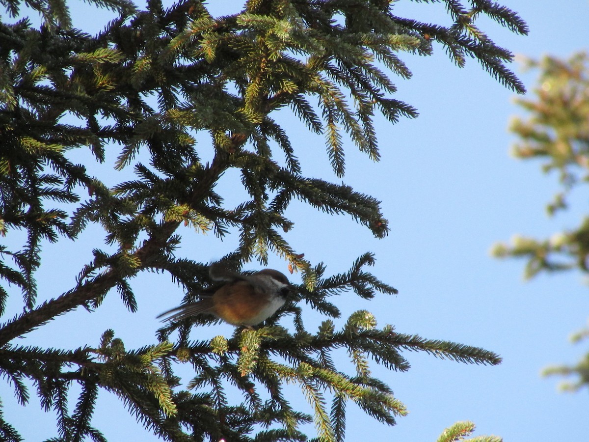 Boreal Chickadee - ML188804621