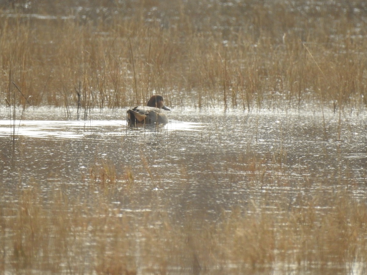 Green-winged Teal - Vincent Glasser