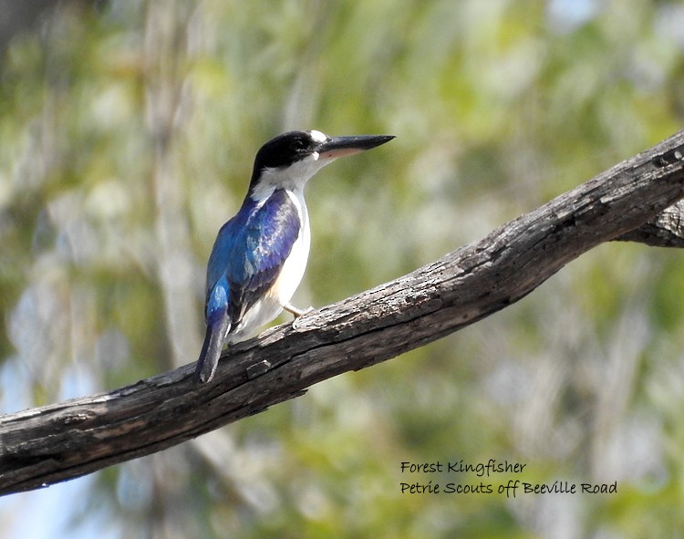 Forest Kingfisher - ML188805491
