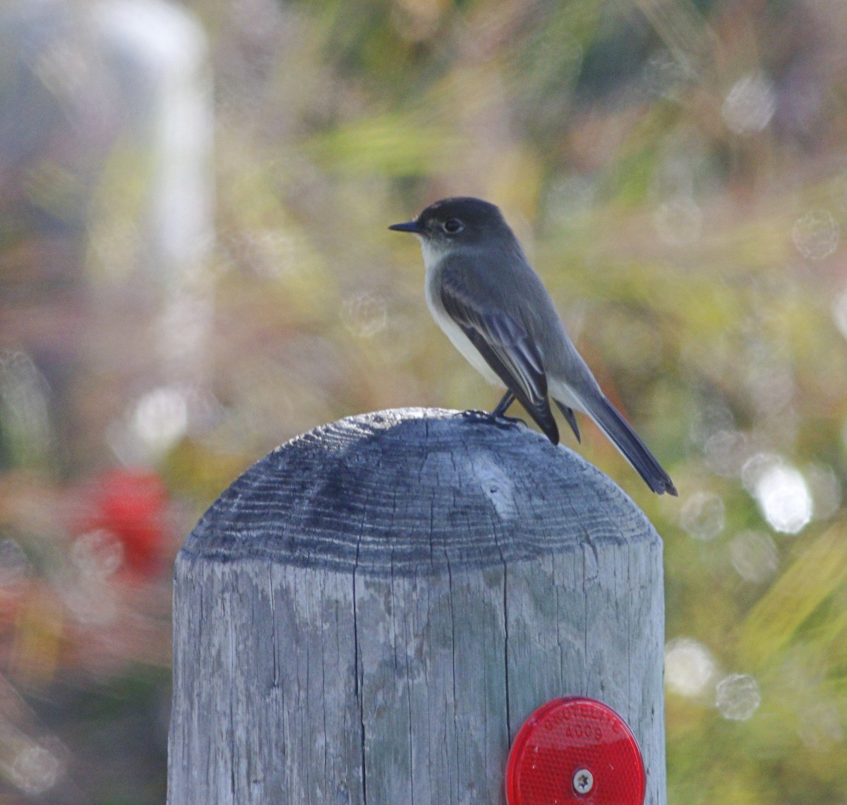 Eastern Phoebe - ML188806721