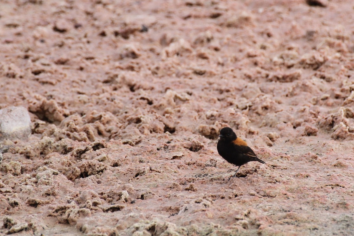 Andean Negrito - ML188807771