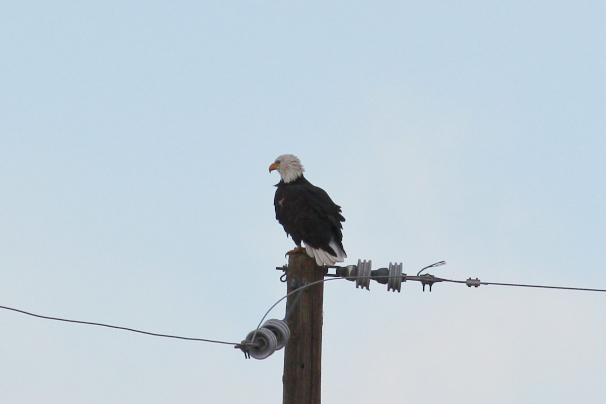 Bald Eagle - ML188808071