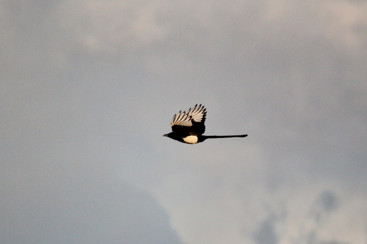 Black-billed Magpie - ML188808111