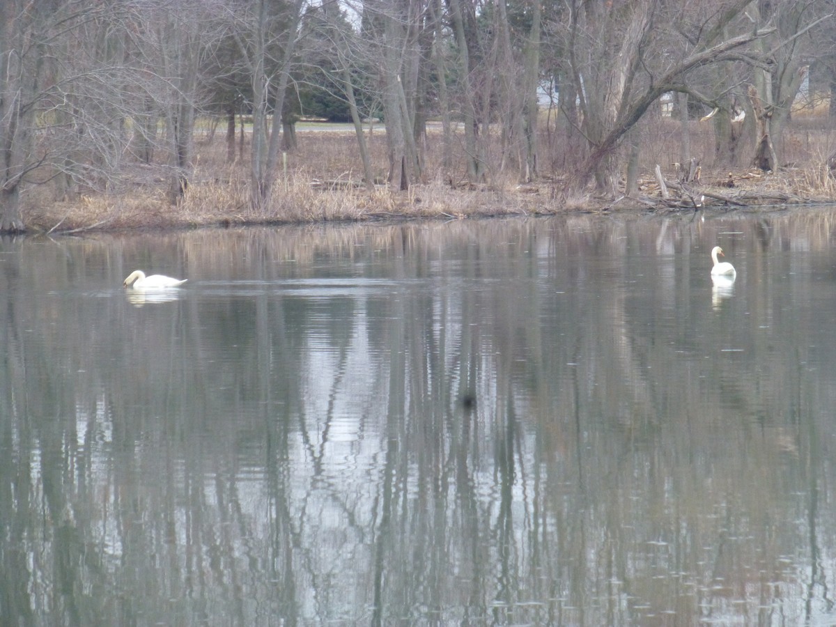 Mute Swan - ML188808771