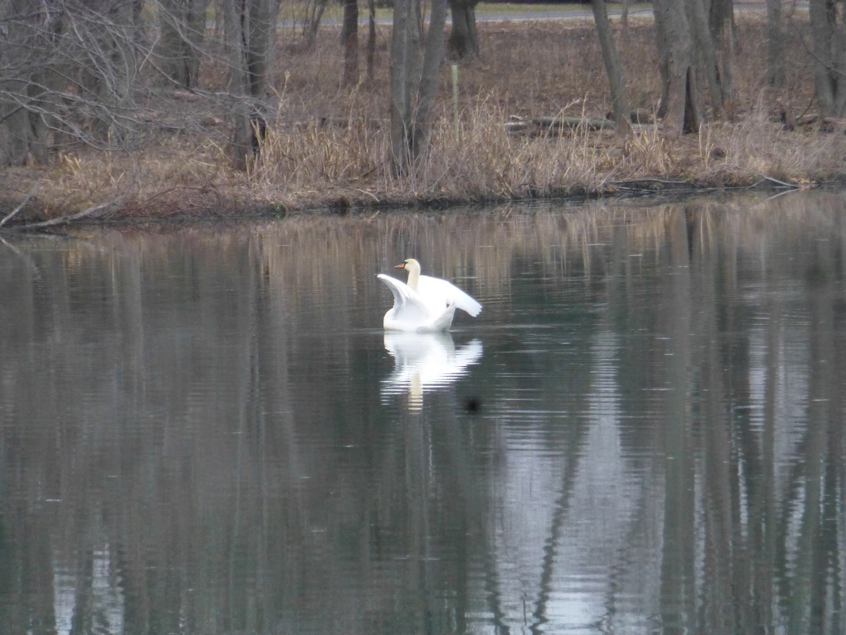 Cygne tuberculé - ML188808781