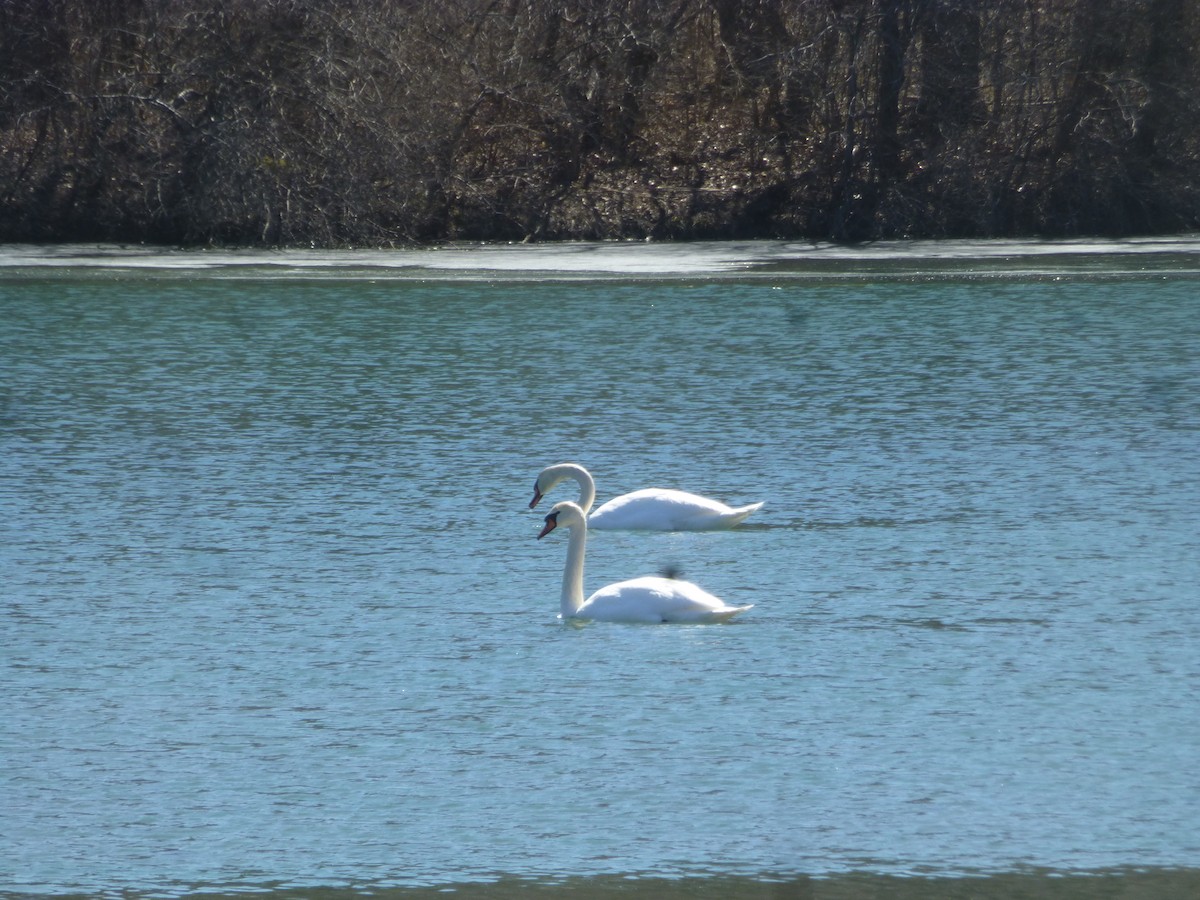 Cygne tuberculé - ML188810831