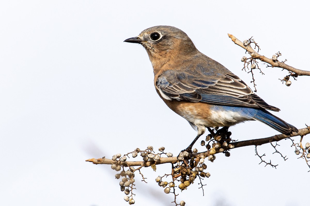 Eastern Bluebird - Bill Wood