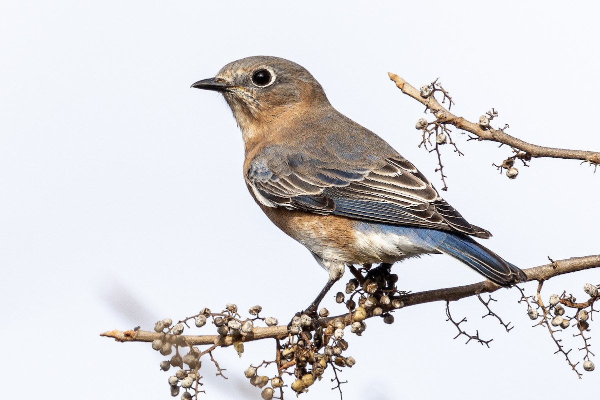 Eastern Bluebird - Bill Wood