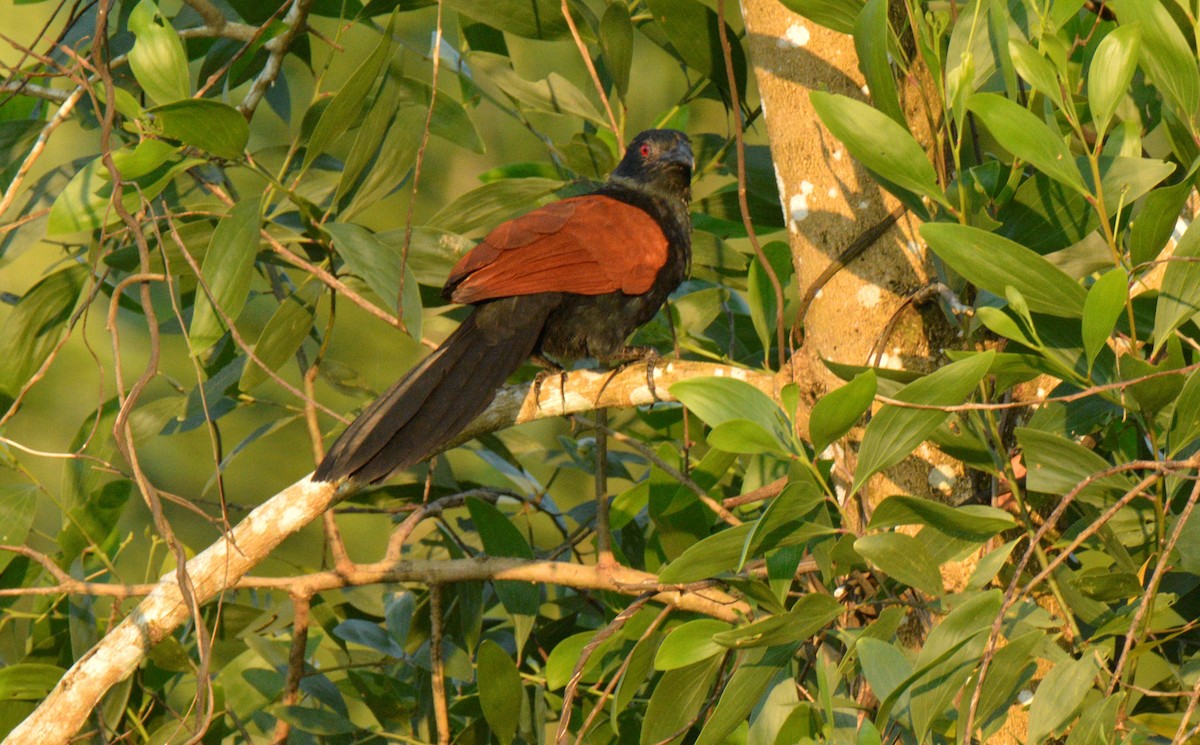 Greater Coucal - ML188811281