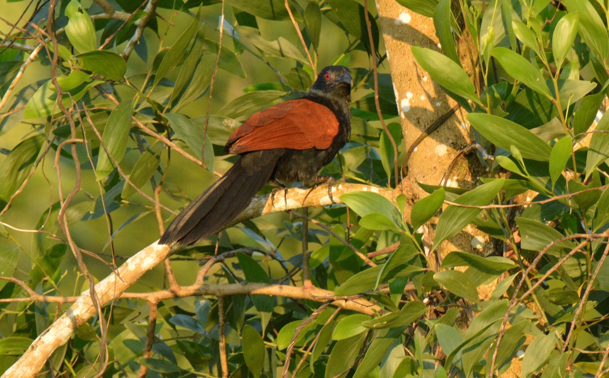 Grand Coucal - ML188811281