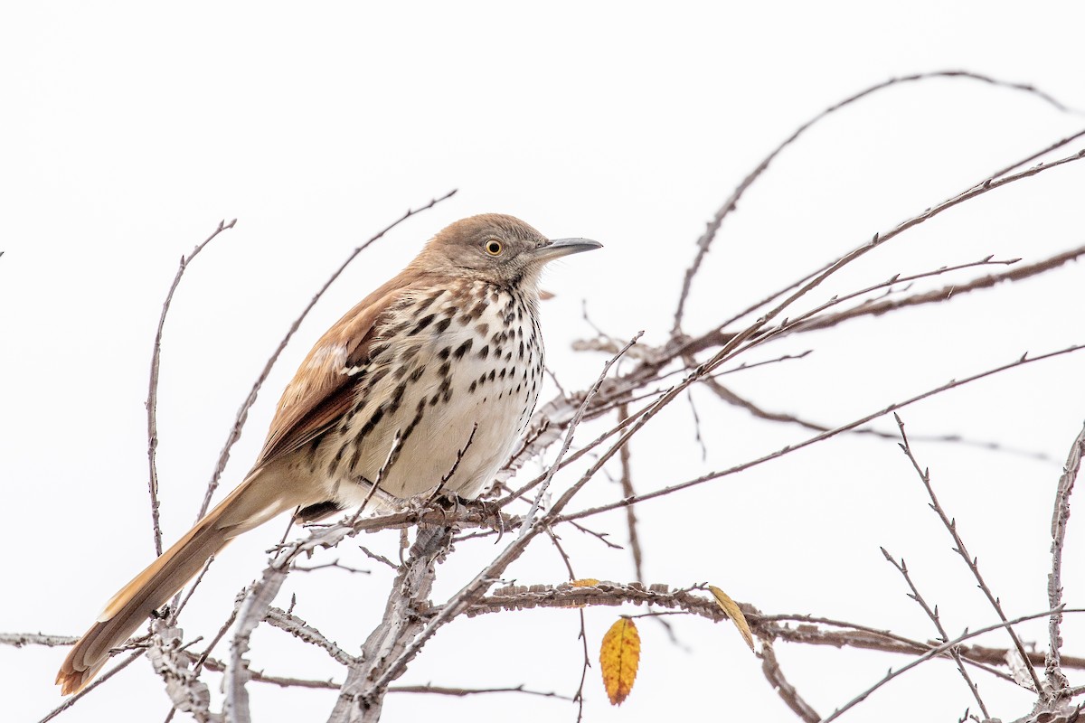 Brown Thrasher - ML188811901