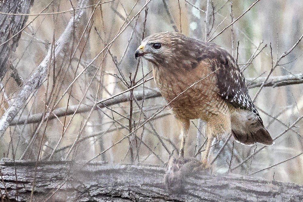 Red-shouldered Hawk - Bill Wood