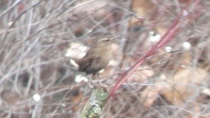 Winter Wren - ML188812831