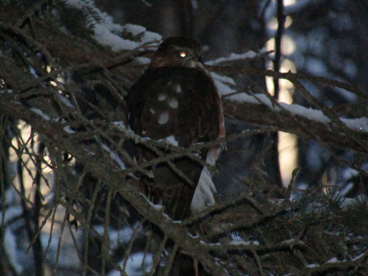 Sharp-shinned Hawk - Timothy Piranian