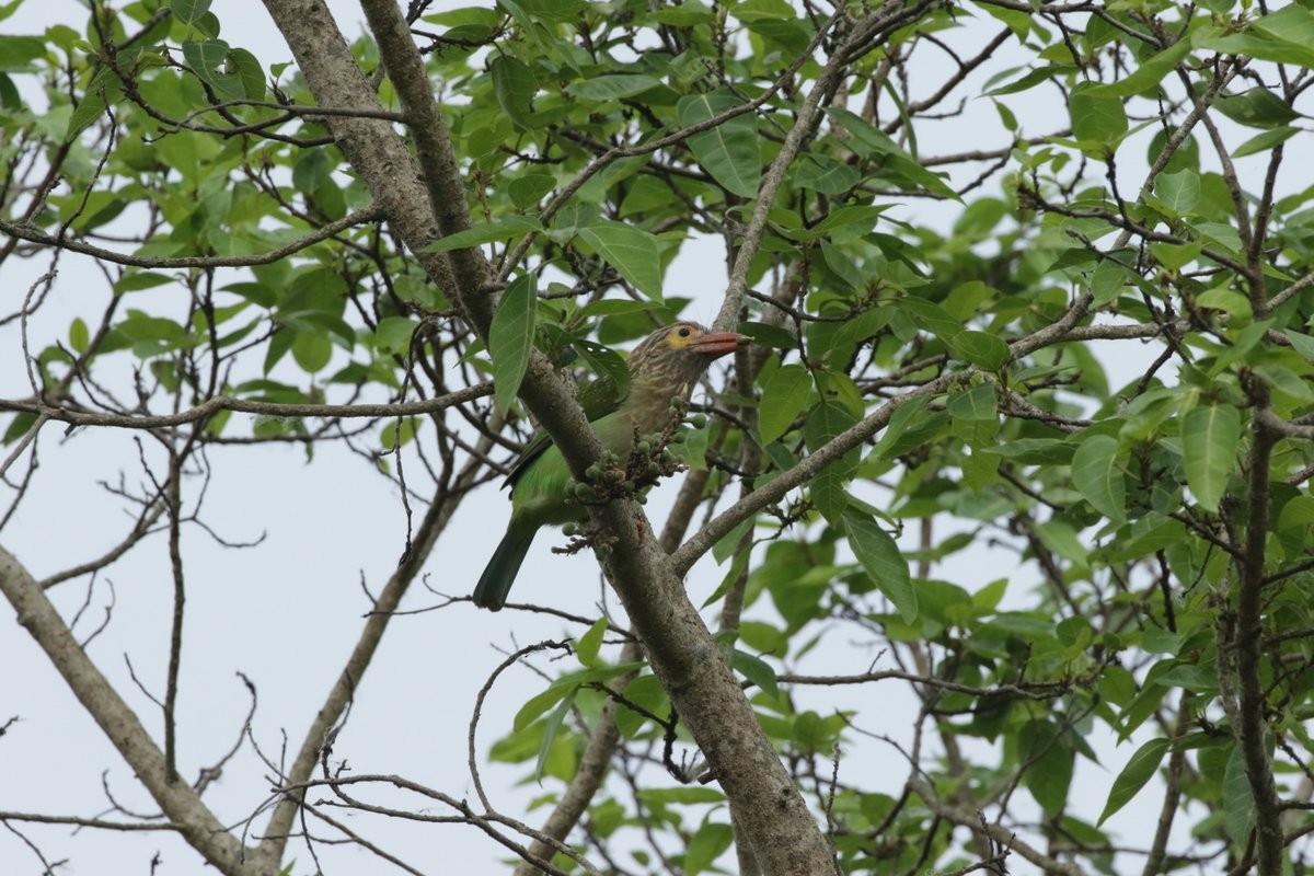 Brown-headed Barbet - Olivier Laporte