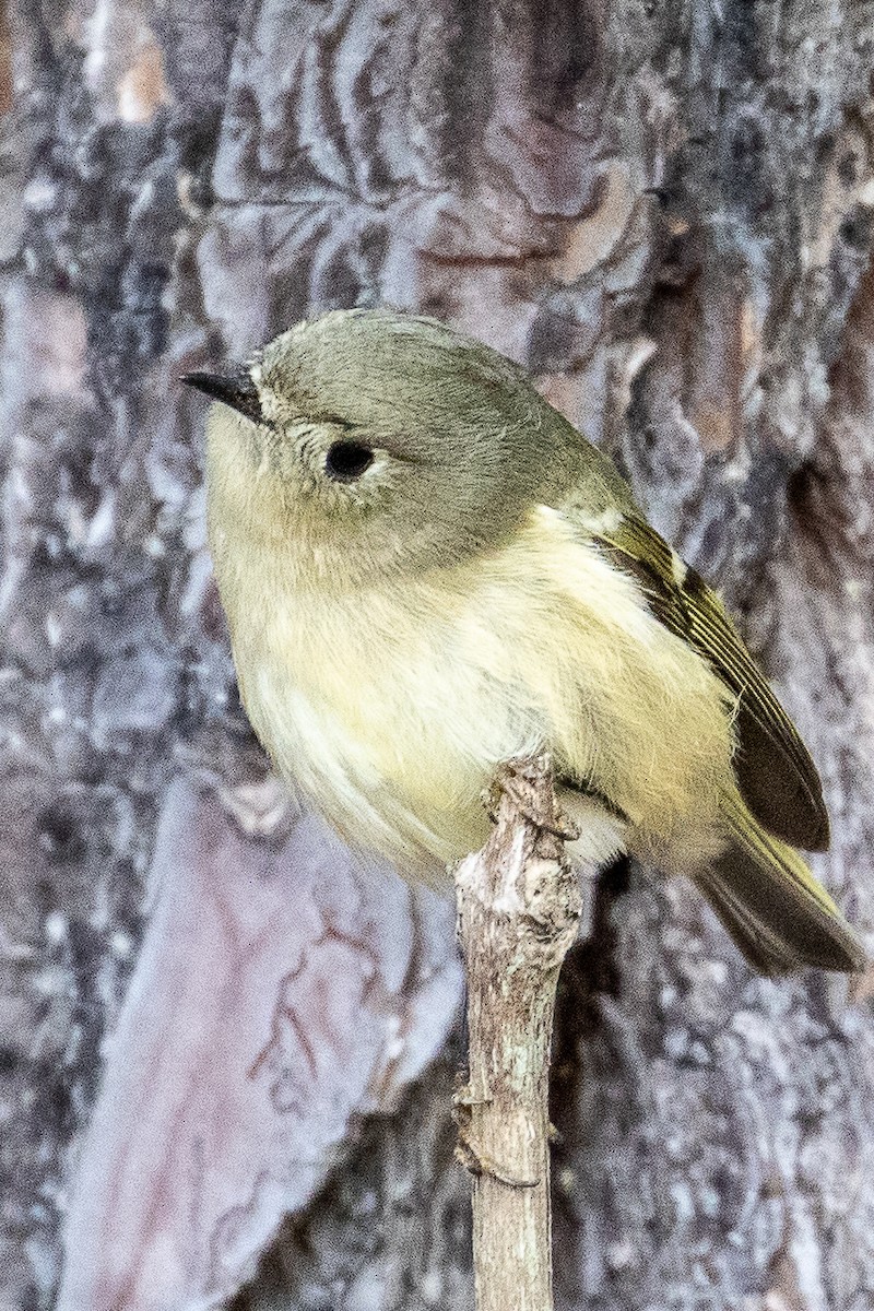 Ruby-crowned Kinglet - ML188815611