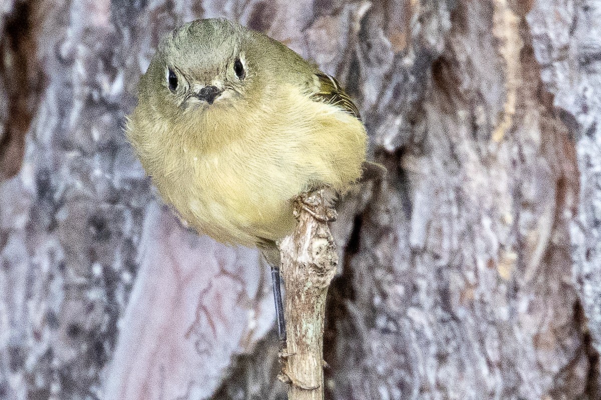 Ruby-crowned Kinglet - ML188815671