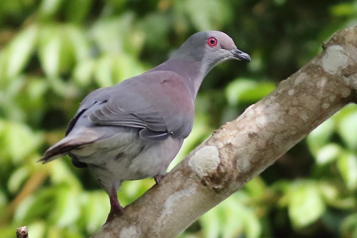 Pale-vented Pigeon - ML188816431