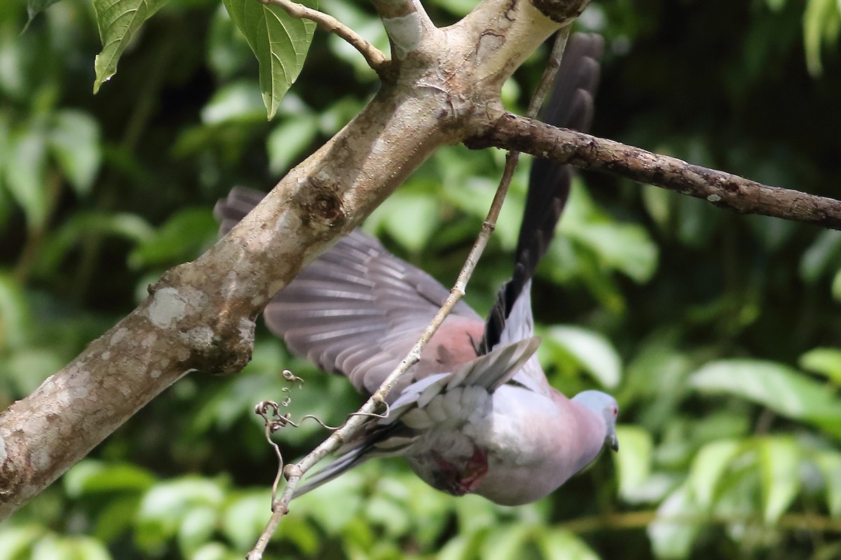 Pale-vented Pigeon - ML188817121