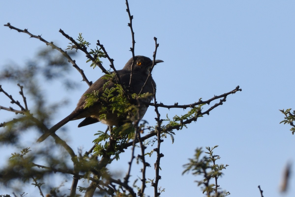 Curve-billed Thrasher - ML188817151