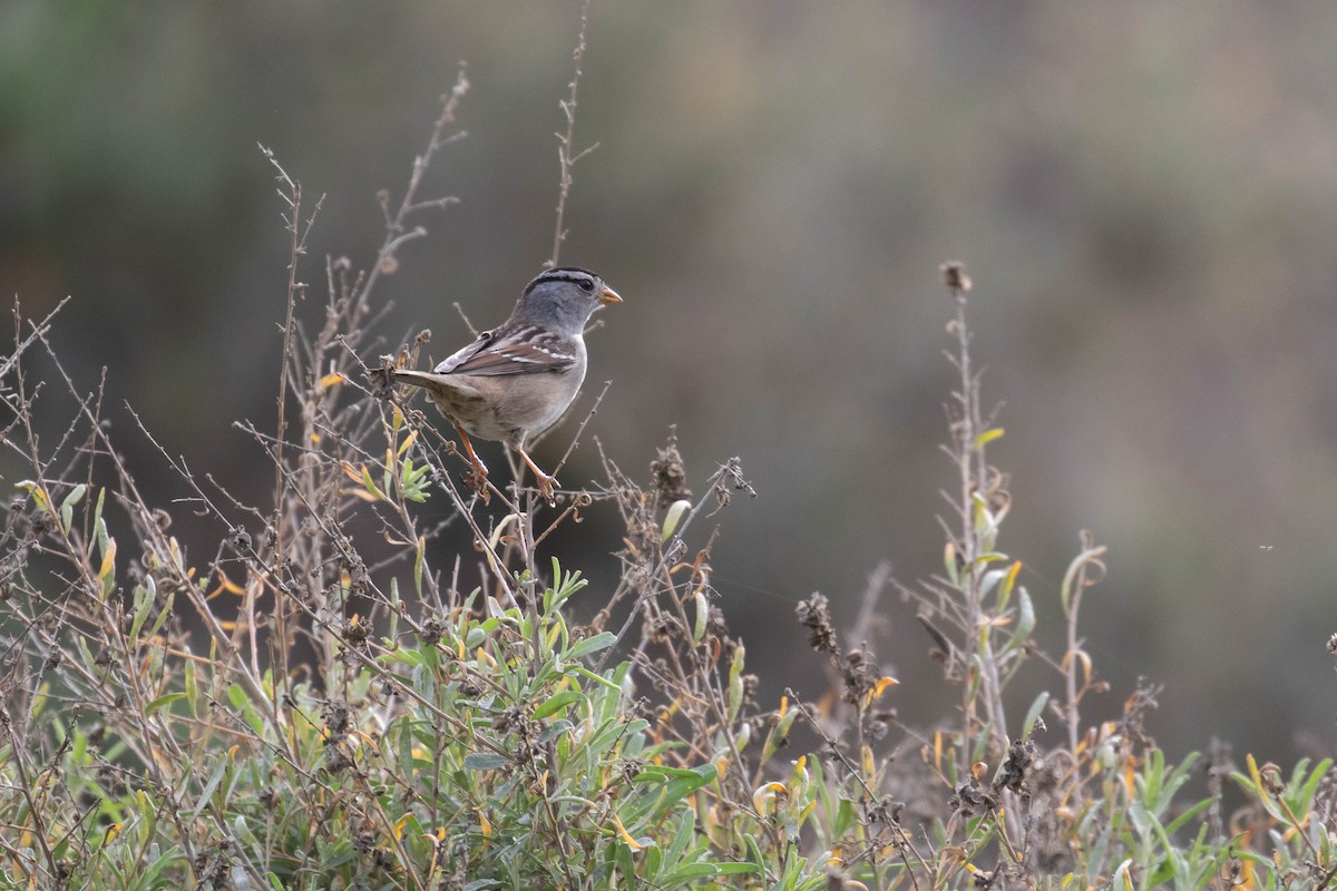 White-crowned Sparrow (Gambel's) - ML188819431