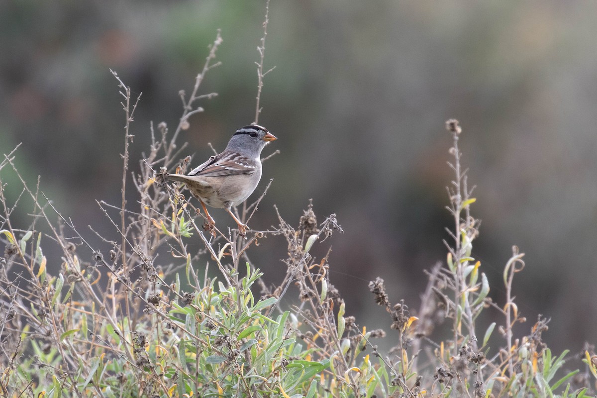 White-crowned Sparrow (Gambel's) - ML188819441