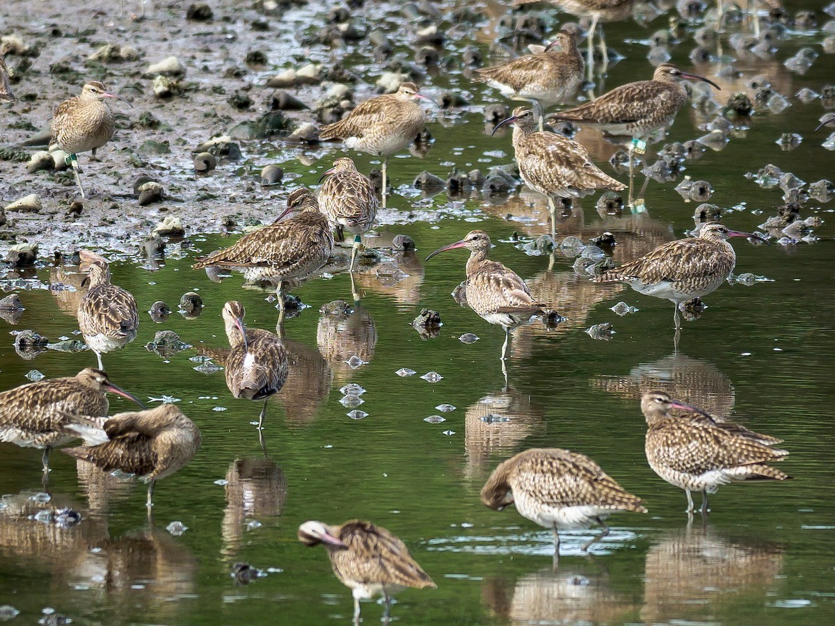 Whimbrel - ML188820401