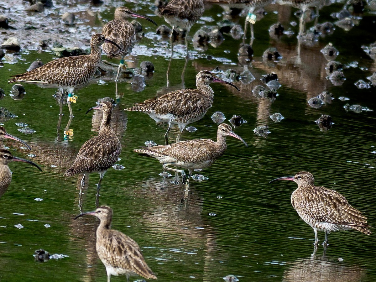 Whimbrel - ML188820421