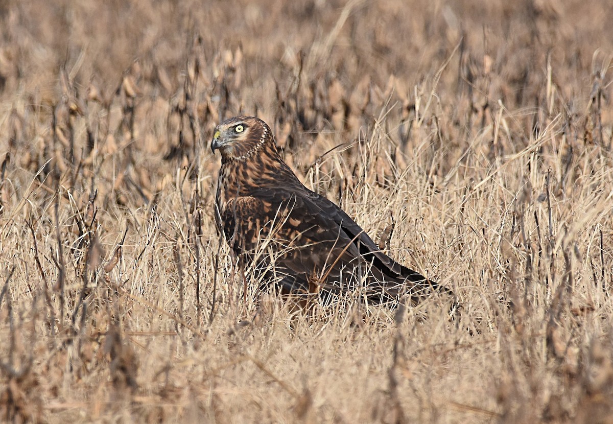 Northern Harrier - Glenn Wyatt