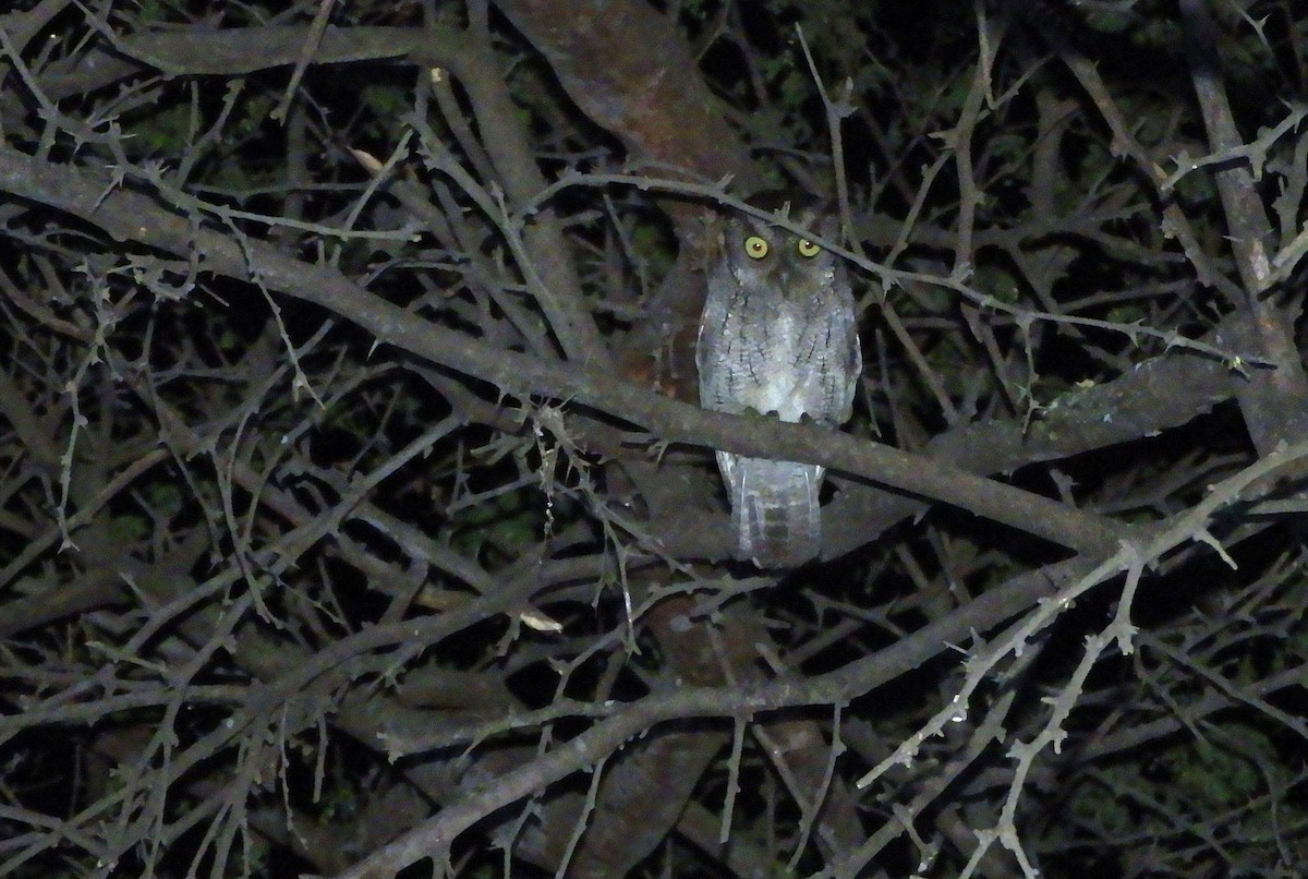 Peruvian Screech-Owl - ML188822171