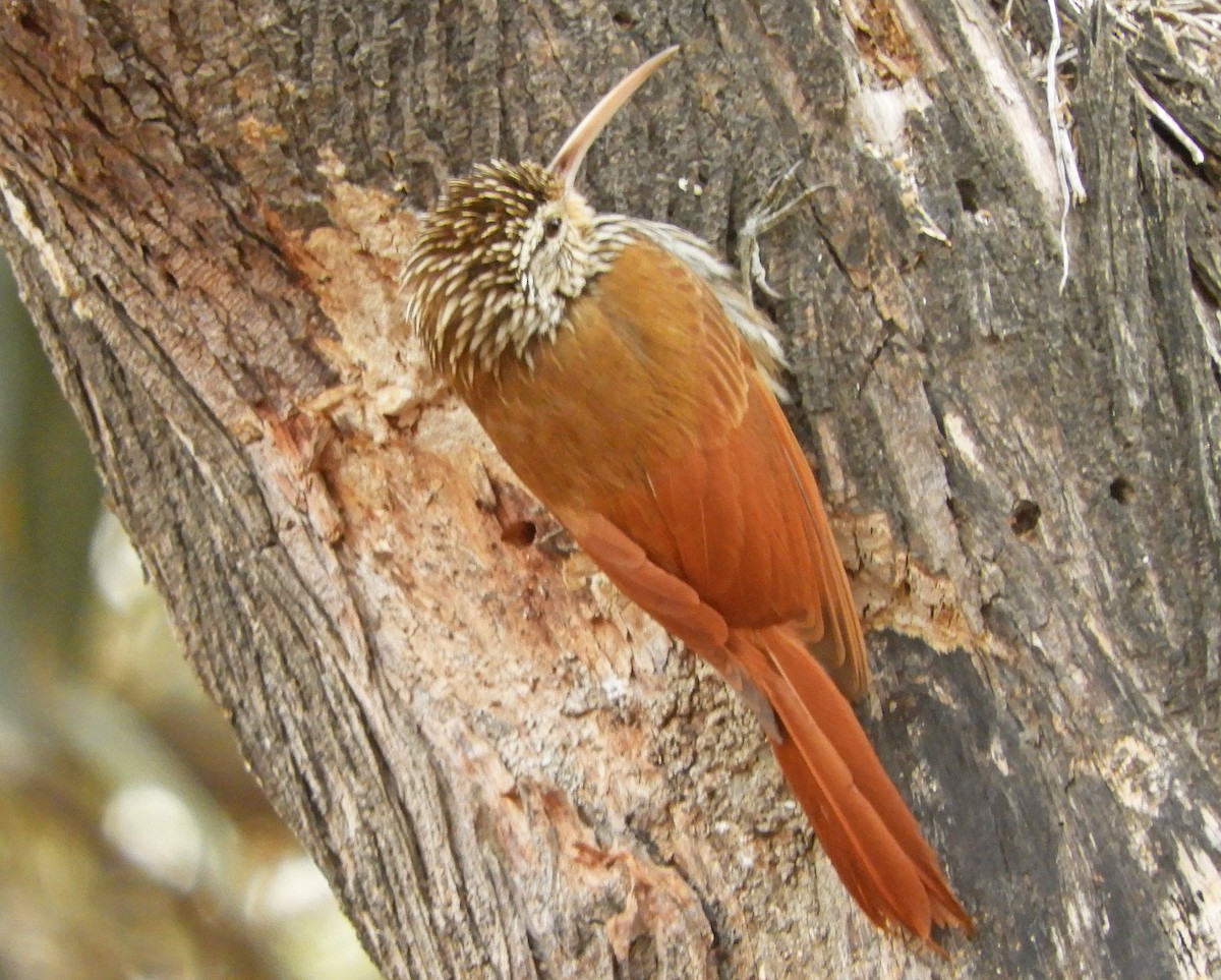 Streak-headed Woodcreeper - ML188822851