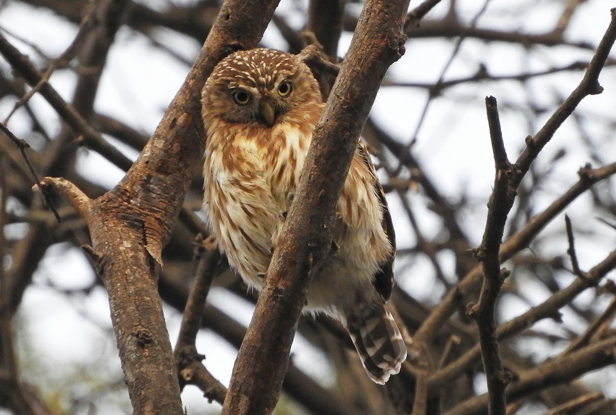Peruvian Pygmy-Owl - ML188822901