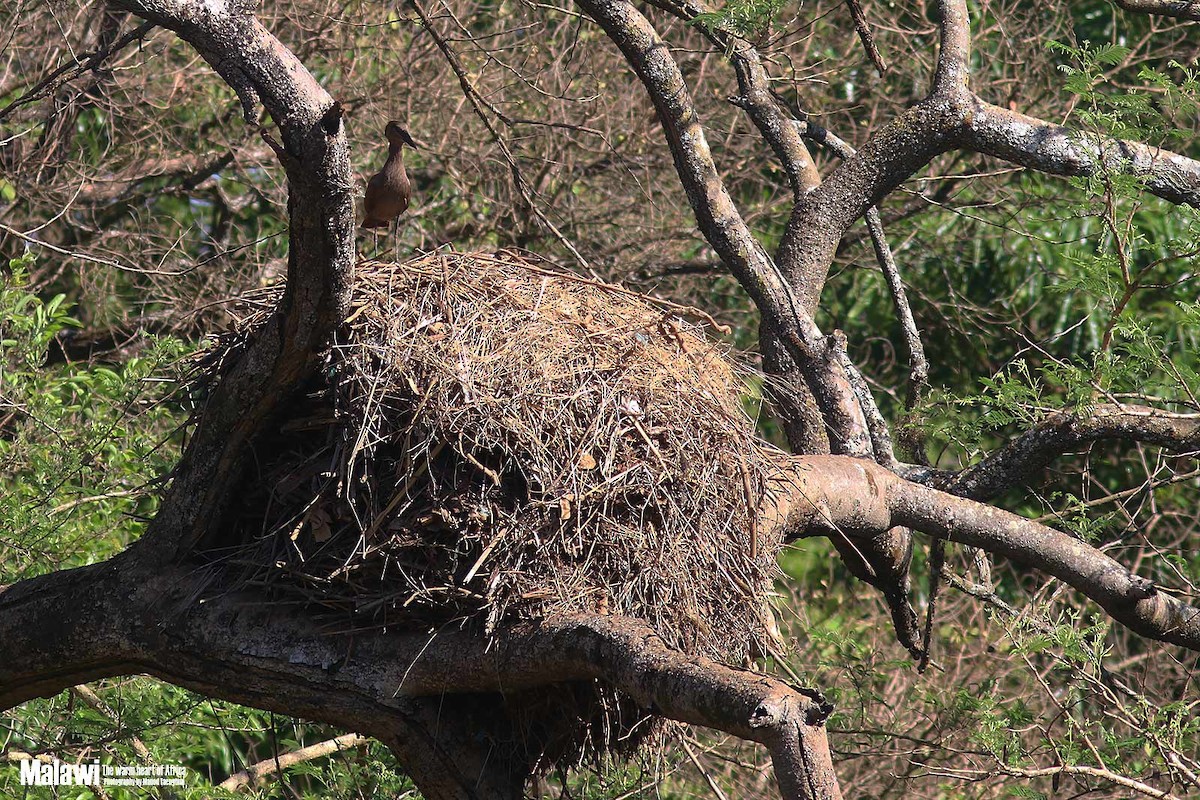 Hamerkop - ML188826261