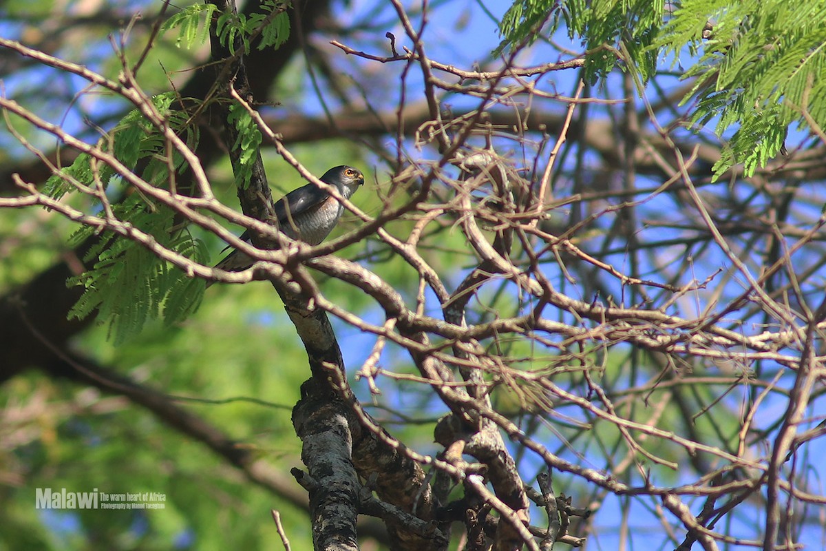 Little Sparrowhawk - ML188826301