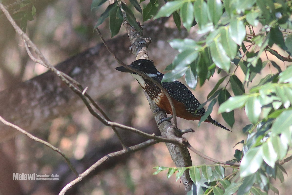 Giant Kingfisher - ML188826331