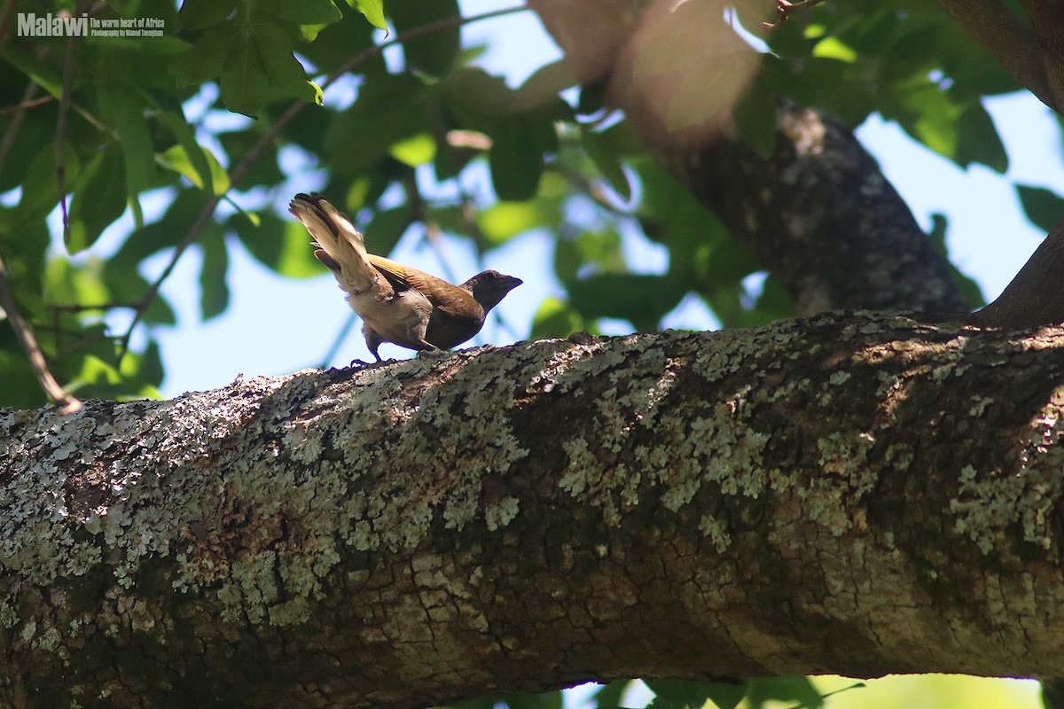 Scaly-throated Honeyguide - ML188826341
