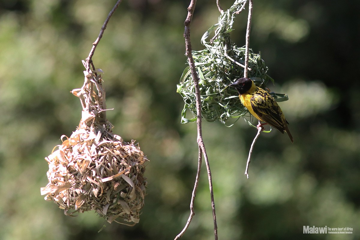 Village Weaver - ML188826351