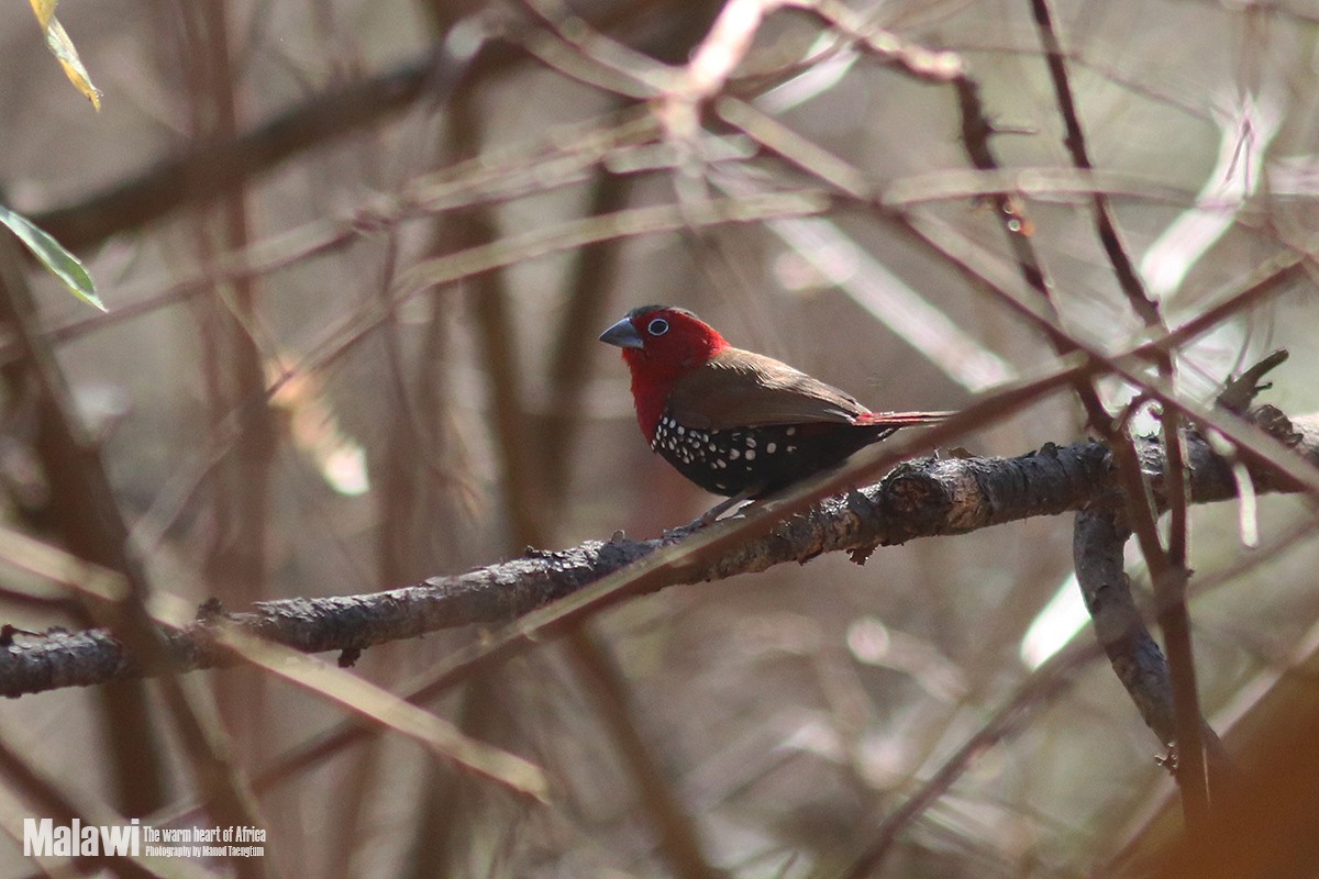 Red-throated Twinspot - ML188826391