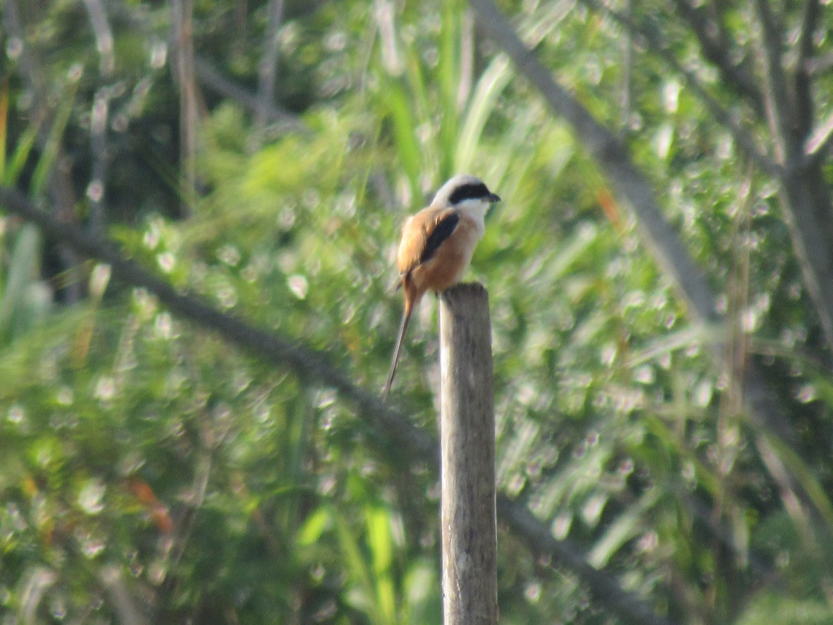 Long-tailed Shrike - Brennen Beyer