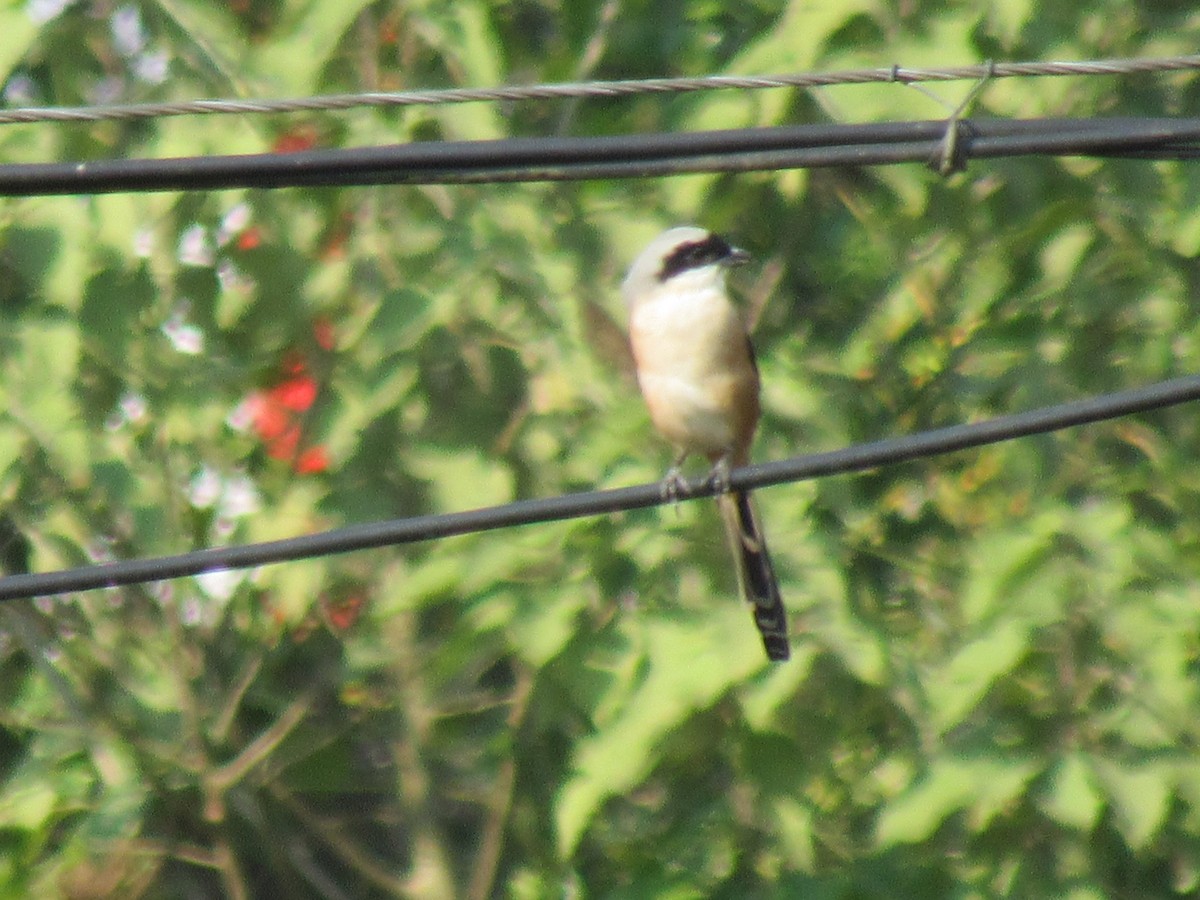 Long-tailed Shrike - ML188830661