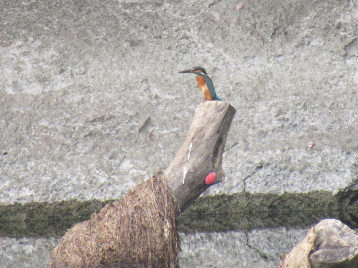 Common Kingfisher - Brennen Beyer